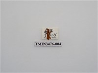 藏品(長角姬天牛)的圖片